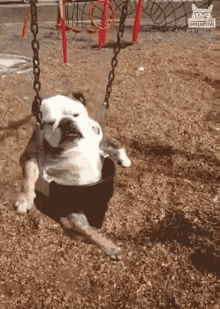 Swinging Relaxing GIF - Swinging Relaxing Bulldog GIFs