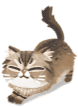 Cat Cute Sticker - Cat Cute Adorable Stickers