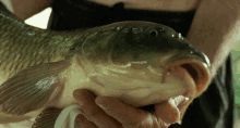 Call Me By Your Name Fish GIF