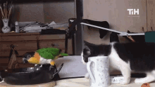 Taunt Fight GIF - Taunt Fight Cat GIFs