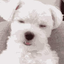 Puppy Yawn GIF
