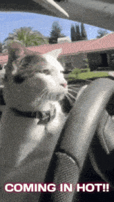 a cat is sitting in the driver 's seat of a car with the words coming in hot behind it