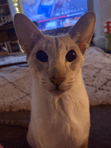 a white cat is looking at the camera with a tv in the background