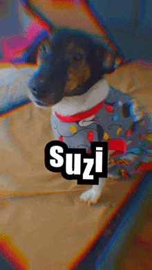 Suzi GIF