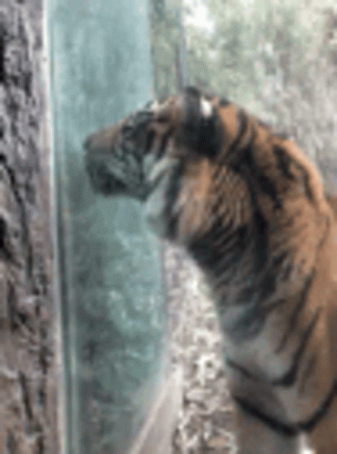 Tiger Funny GIF - Tiger Funny Animals - Discover & Share GIFs