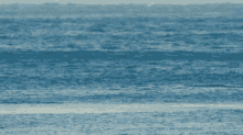 Dolphin Flip GIF - Dolphin Flip Jump GIFs