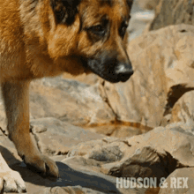 Barking Rex GIF - Barking Rex Hudson And Rex GIFs