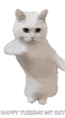 a white cat is standing on its hind legs with its arm outstretched and says happy tuesday my guy .