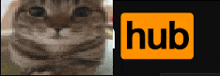 a close up of a cat next to a hub logo