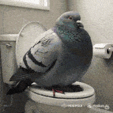 a pigeon is sitting on a toilet with the words hailuo ai on the bottom right