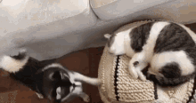 пёсик будит кошку GIF - Doggie Waking Up Cat GIFs
