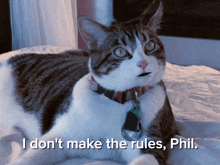 A Talking Cat I Dont Make The Rules GIF