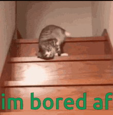 Bored Af GIF - Bored Af Wtf Is This Cat Doing GIFs