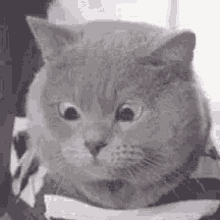 Cat Confused GIF - Cat Confused GIFs