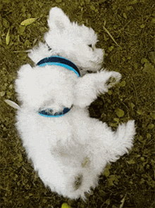 Nivea Dog GIF - Nivea Dog Puppy GIFs