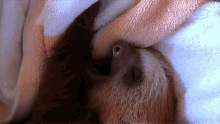 sleep cuddle nap blanket sloth