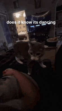 a cat is standing on a person 's lap with the caption " does it know its dancing "
