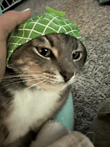 a cat wearing a green melon hat is being petted