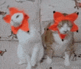 Cats In Flower Hats Dancing GIF - Cats In Flower Hats Dancing GIFs