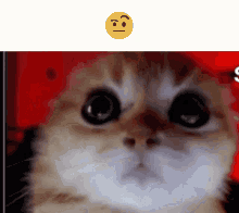 Cat Cat Meme GIF - Cat Cat Meme The Rock Sus Face - Discover & Share GIFs