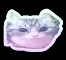 a sticker of a cat 's face with a pink border on a black background .
