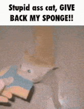 cat stupid cat give back my sponge cat give back my sponge sponge cat