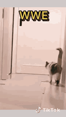 Wwe Cats GIF - Wwe Cats Surprised GIFs