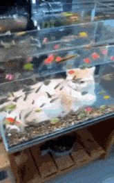Cat Fish GIF - Cat Fish Cat Fish GIFs