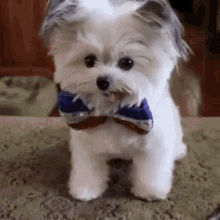 cute puppy high five bow tie