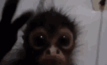Mono Monkey GIF - Mono Monkey GIFs