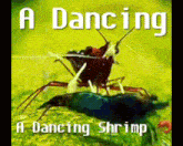 Shrimp Dancing Shrimp GIF