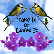 Take It Or Leave It You Have No Choice GIF