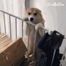 Let Me Out The Pet Collective GIF