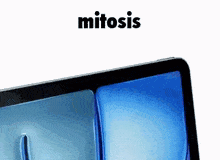 Mitosis Apple Mitosis GIF