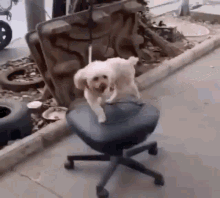 Chair Spin GIF - Chair Spin Dog GIFs