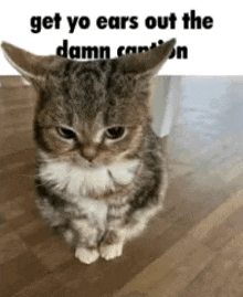 a cat is sitting on the floor with a caption that says `` get yo ears out the damn cartoon '' .