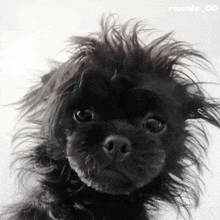 a close up of a black dog with the name ronnie 00 on the bottom