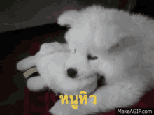 ซามอยด์ หิว GIF - Samoyed Hungry Need Food GIFs