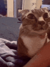 Attention Please GIF - Attention Please Cat GIFs