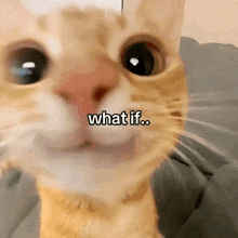a close up of a cat 's face with the words what if
