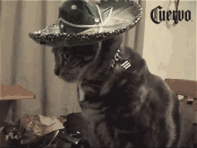 Cinco De Mayo Tequila GIF - Cinco De Mayo Tequila Cats GIFs