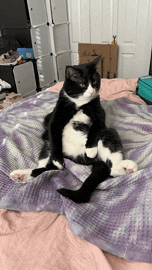 a black and white cat is sitting on a purple blanket on a bed