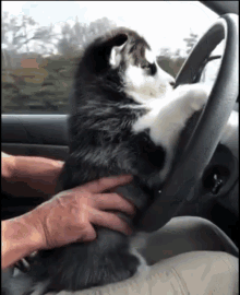Going Home Dog GIF - Going Home Dog Driving GIFs