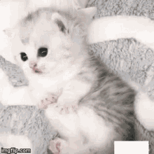 Cute Cute Cat GIF - Cute Cute Cat Who Are You GIFs