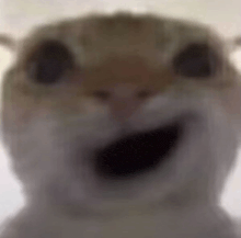 a close up of a cat 's face with its mouth open and a blurred background .