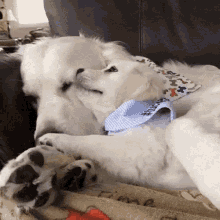 Mom And GIF - Mom And Puppy GIFs