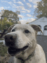 Aurum Dog GIF - Aurum Dog Aurumbear GIFs
