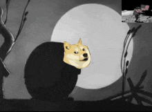 Doge Dogecoin GIF - Doge Dogecoin Doginals GIFs