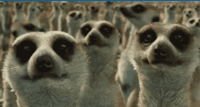Meerkats Crowd GIF - Meerkats Crowd Smell GIFs