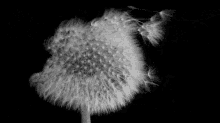 Dandy GIF - Flowers Pretty Dandelion GIFs
